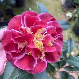 圣诞帽名贵稀有品种茶花苗半重瓣大花型阳台庭院花园高档绿植花卉