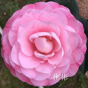 牛西奥雕石 福建龙岩永福正品茶花苗进口茶花粉色山茶花名贵盆栽