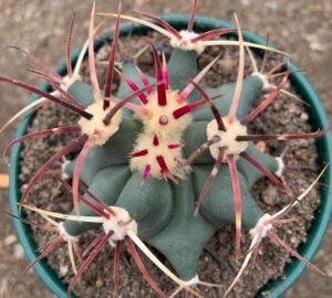 黑妹植物 江守玉 实生 稀有红刺硬刺 开花仙人球