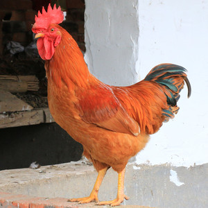 正宗农家散养1-2年大公鸡老公鸡土鸡土公鸡爪拍两只顺丰包邮