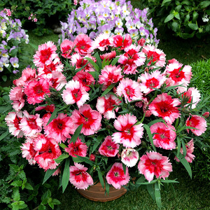 进口大花石竹科罗娜盆栽花卉苗带花发阳台庭院绿植花期长耐热耐寒