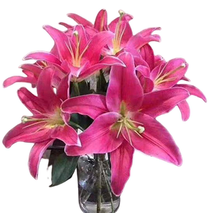 ab级红色香水百合鲜花西诺红黑美人云南直发婚礼商务办公室水养花