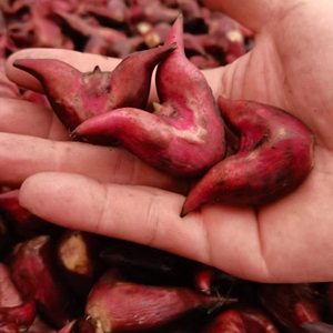 顺丰空运红菱角现摘菱角新鲜生棱角凌角粉糯嫩老菱角湖北特产