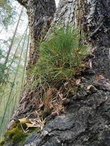 广西岩石山新鲜带籽带珠的石寄生,石须,石刷把,石扫把