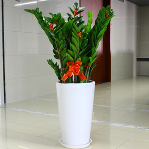 金钱树盆栽 室内大型高档盆景植物 适合送礼开业办公室大绿植花卉