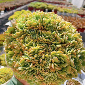 冰梅缀化 香妃缀化 群生无砍 月影系 云南昆明大棚可一物一拍