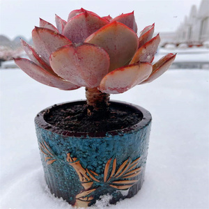 80t_1515408207895_0828淘宝多肉