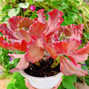 红珊瑚 法国皇后包菜系 血红色叶片厚实有桩子大型肉肉 昆明实拍