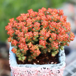 精品萌多肉 小米星 彩色蜡笔 容易爆盆 云南昆明大棚实拍