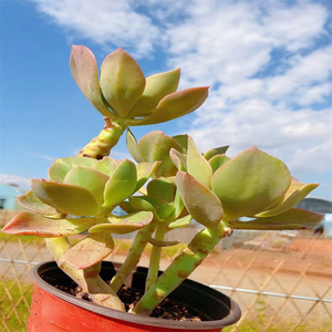 精品萌多肉 鹤仕 旭鹤 老桩群生 无砍 云南大棚实拍 可一物一拍