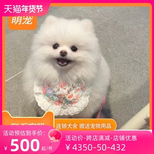 纯种博美茶杯犬幼犬小体狗狗活幼体