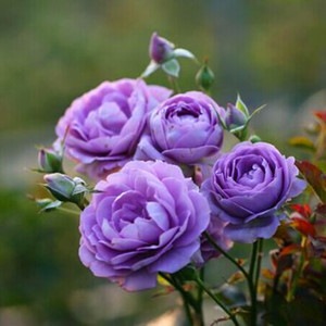 新品欧洲切花月季蓝色绒球超级多头勤花玫瑰花苗盆栽植物花卉绿植