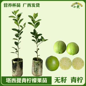 台湾无籽青柠檬果树苗塔西提四季香水柠檬苗盆栽庭院种植带土发货