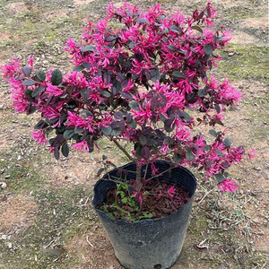 红花继木造型树老桩红继木大苗盆景红花檵木球小苗红桎木植物树苗