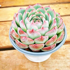 侧影莲花座多肉植物室内阳台办公桌盆栽容易养活趣味花卉绿植盆景