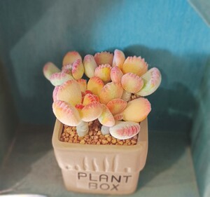 仿真多肉 粘土多肉 手工多肉 永生多肉彩虹熊童子,不含盆成品