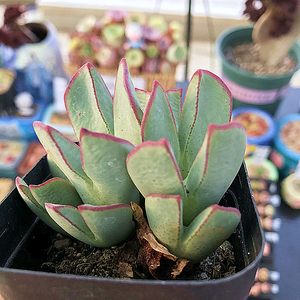 赤耳少将 肉锥花 多肉植物 肉肉植物萌肉肉组合盆栽花卉 卷毛多肉