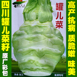 四川罐儿菜种子重庆大头菜罐罐菜芥菜头棒菜种子秋冬农家蔬菜种子