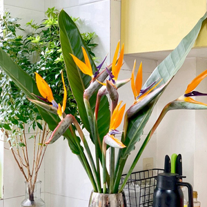 北京同城鲜切花天堂鸟鲜花鹤望兰求婚七夕妇女节生日送心爱女神花