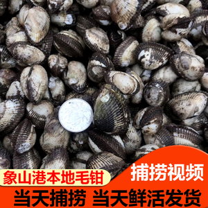 象山本地毛钳血钳 宁波海鲜鲜活毛蛤贝类水产蛤蜊雪蛤