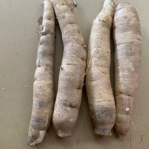 多省包邮新鲜现挖白皮白肉木薯广东德庆白木薯2/4/6/10斤