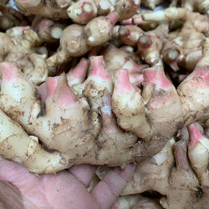 多省包邮当季嫩生姜新鲜嫩姜,嫩牙姜,带泥发1/2/3/4/5斤