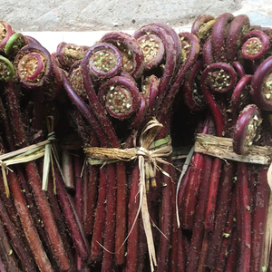 多省包邮新鲜割勾现摘野生红蕨菜广东厥菜自采蕨菜2/3/4/5/10斤