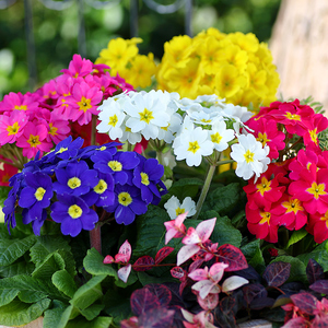 报春花盆栽苗 欧报春120#冬春季阳台草本花卉报春花多色年宵花