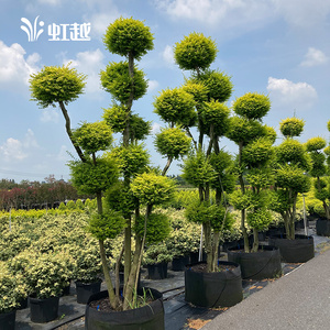 小叶女贞柠檬之光多头造型棒棒糖美植袋盆栽花园庭院骨架植物