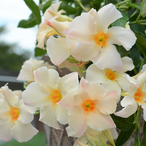 大叶飘香藤花