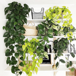 花叶绿萝常绿绿植攀援草本多年生净化空气吸甲醛虹越观叶植物