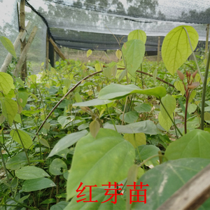 赤苍藤