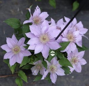 大道系列:巴黎风情/弗勒里/故里 (p9盆)老园丁铁线莲 矮生丰花