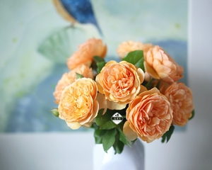 当归丰花 p11盆灌木月季 橙黄色丰花强香耐热抗病 老园丁庭院盆栽