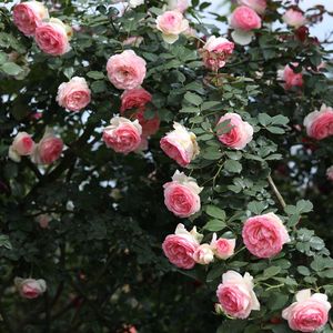 粉色龙沙宝石经典爬藤品种大花老园丁庭院楼顶盆栽月季花卉
