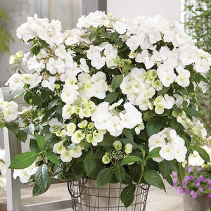 【垂吊绣球】白色落跑新娘 丰花获奖品种 老园丁庭院盆栽花卉