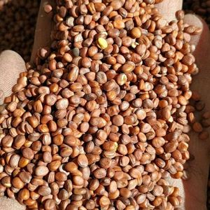 鸽子粮萝卜籽油菜籽精挑细选净度好无添加营养饲料鸟信鸽散装包邮