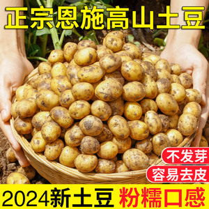 2024正宗恩施高山富硒小土豆农家新鲜现挖迷你马铃薯洋芋当季蔬菜