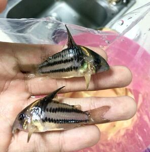 yg水族 超级二线鼠 南美进口稀有二线鼠鱼观赏鱼热带鱼工具小型鱼