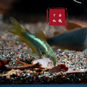 金线绿鼠鱼 南美进口f1 绿线金鼠 金线金鼠鱼 观赏宠物底栖鱼活体