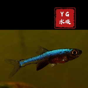 yg水族进口 南美钻石红莲灯鱼 草缸群游活体灯科鱼淡水热带观赏鱼