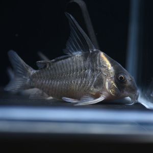 yg水族野生黑剑红头鼠黑箭红头大型鼠鱼cw045稀有南美底栖观赏鱼