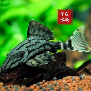 yg水族l191哥绿 异型鱼 哥伦比亚绿皮皇冠豹 异形淡水热带观赏鱼