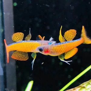 yg水族橘翅珍珠燕子 蓝背桔橘色燕子橘帆霓虹燕珍珠燕草缸热带鱼