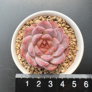 精品多肉 冰钻 一物一拍 戚大叔 2号