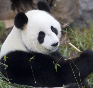 hq725珍稀动物国宝大熊猫摄影图片,绘画高清网传图库