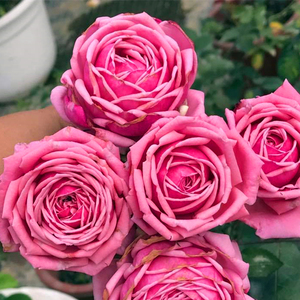 结爱扦插中苗月季