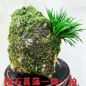 附石菖蒲苔藓水杨梅阴性植物微景观净化水质淡水水草树桩盆景绿植