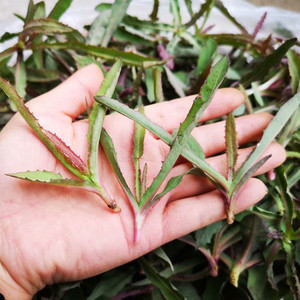 苦苦菜野生新鲜