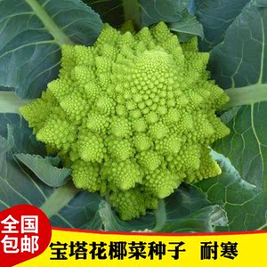 宝塔菜罗马花椰菜